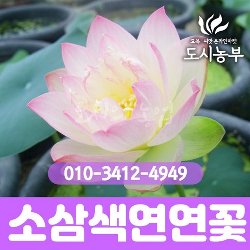 연꽃/소삼색연(소형)/뿌리1개/구근/꽃/묘목/씨앗/뿌리/도시농부24