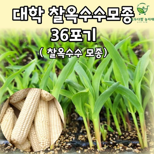 모두다팜 대학찰옥수수 모종 36구 찰옥수수모종 옥수수 모종 대학찰 반판, 1개