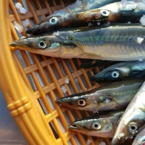 생물 양미리 구이 동해안 산지직송 생물 양미리 100미 2kg 4kg, 1개