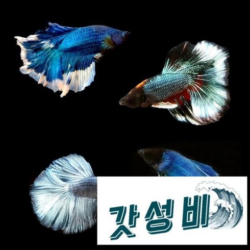 타입 하프문 베타(수컷), 1개