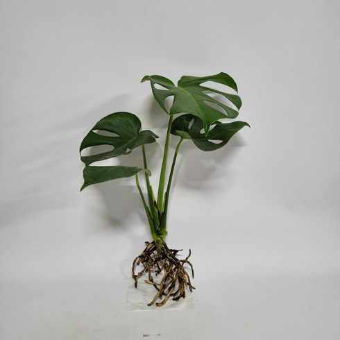  수경식물 3종 세트 (몬스테라아글레오네마 차이홍 - 수경식물 프렌즈 몬스테라(M3) 2022 새 상품, 1개