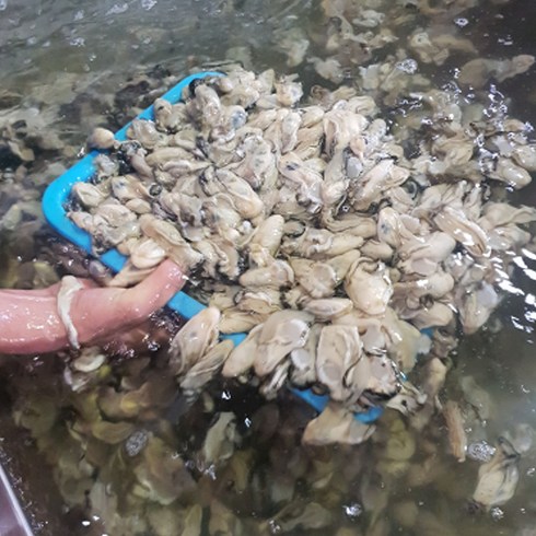 통영 생굴 최상급 당일수확 굴, 1개, 2KG