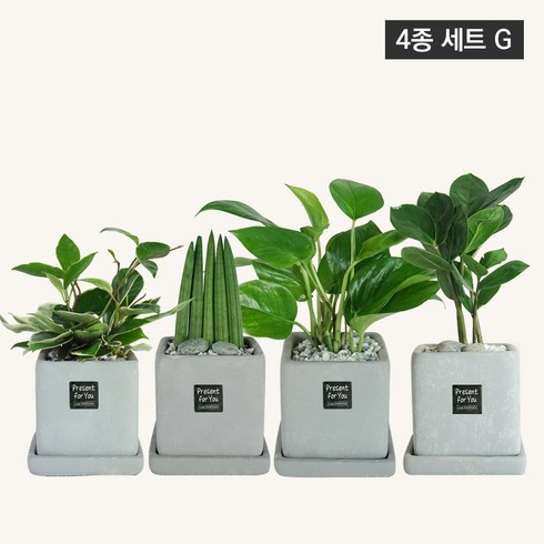 플랜트스토리 스페셜그레이 소형 4종 화분 세트, 1세트, G형 스투키+금전수+호야+스킨답서스