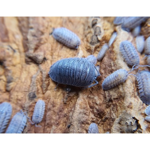 페라케 5마리 (Armadillidium Peraccae) / 등각류 공벌레 쥐며느리