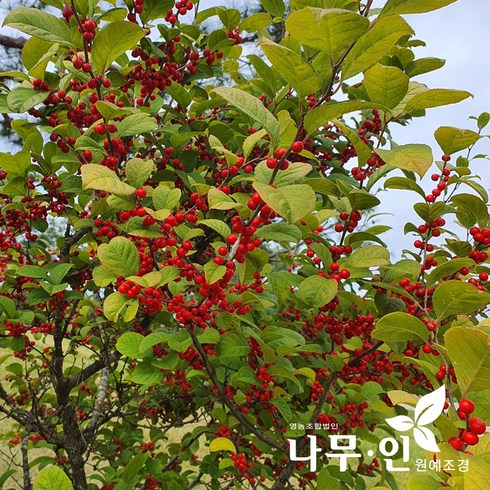 2023년 가성비 최고 낙상홍 - 낙상홍나무 묘목 - 키100cm 5개