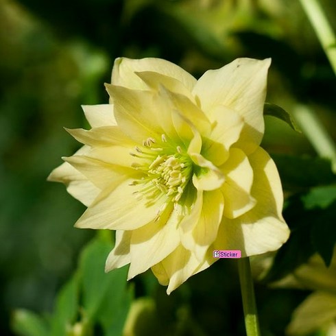 [초화류]크리스마스로즈(헬레보러스)-더블옐로, 더블 옐로, 1개