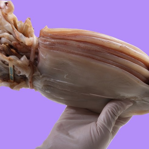 국내산 반건조 오징어 구룡포 피데기 10마리, 대(1.2kg), 1개