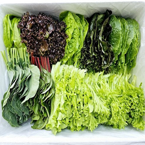 상추수경재배 - 무농약 친환경 수경재배 쌈&샐러드채소(1kg), 1kg, 1개
