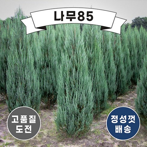 문그로우 - (나무85) 문그로우 삽목2년, 10개