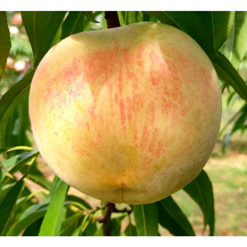 영동복숭아 - 산지직송 설아/설리/설도/눈꽃 복숭아 ( 2kg 중 대 알뜰 특품 ), 1개, 특품 중 2kg (7~9과)