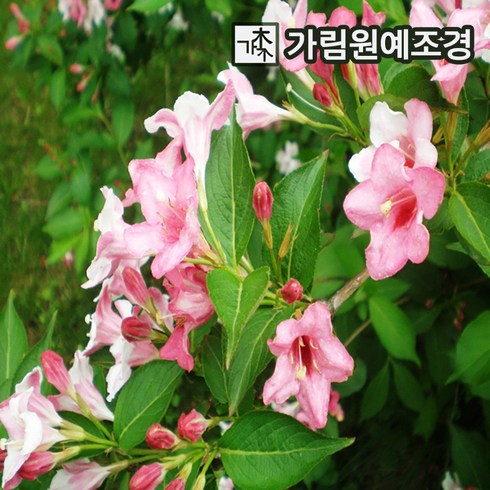 삼색병꽃나무 - 병꽃나무 묘목 삼색병꽃 6치화분 가림원예조경, 3개