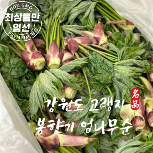 강원도 강릉 자연산 엄나무순 개두릅 1kg, 1박스, 1L