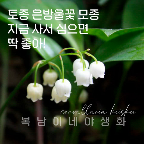 토종 은방울꽃 [4포트 복남이네야생화 모종 convallaria], 1개