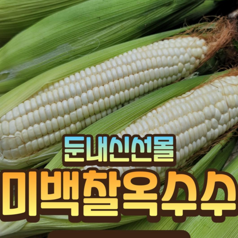 맛있는家 강원도 명물 찰옥수수 30개 - 강원도 고랭지 미백찰옥수수 신선몰, 1박스, 10통