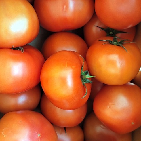 특품토마토 - 최상품 완숙 찰 토마토 5kg 농협농가 GAP인증, 1박스, 특품 랜덤과 5kg