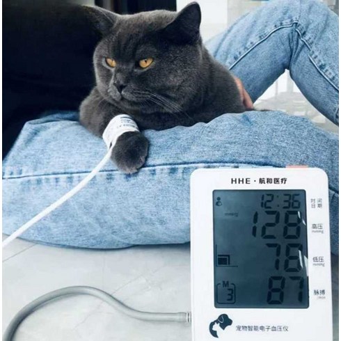 강아지 혈압계 혈압기계 장비 고양이 수의학 애완동물, 혈압계 + 팔다리 둘레 7-13cm