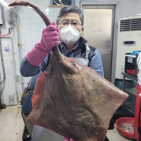 홍어 통으로 1마리 5kg 군산 어청도 홍어 홍어애 뼈 포함 선물용, 1개