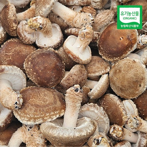 송화버섯 - 송화고버섯 1.5kg 국내산 유기농 고기버섯 일반크기 실속형파지, 1개