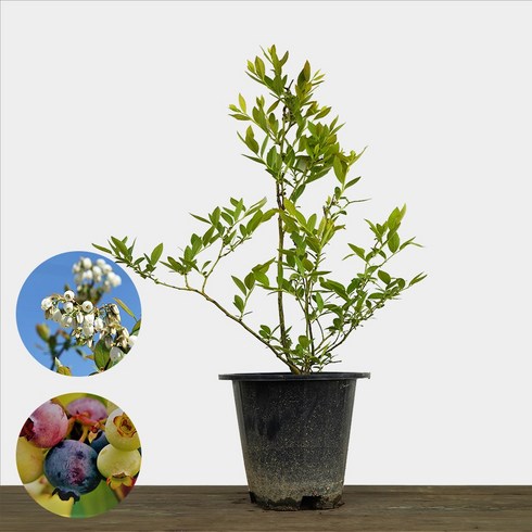 블루베리묘목재배 - 왕블루베리 나무 스타 4년생 결실주 블루베리 묘목 베란다 키우기 재배, 1개, 02)블루레이