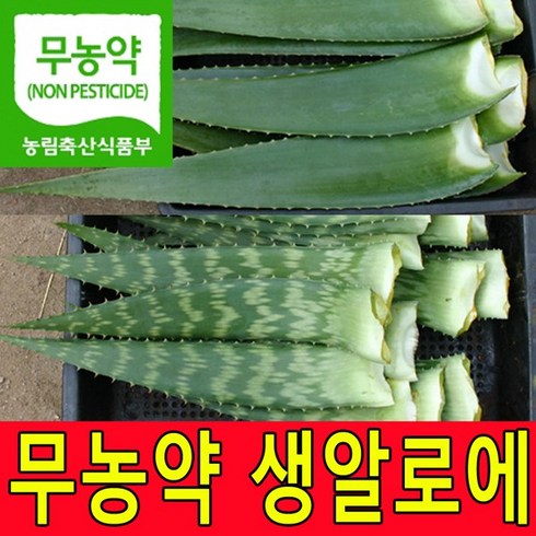 친환경 무농약인증 알로에베라 5kg 2kg 생잎 사포나리아 4kg 2kg 생알로에 농장직송, 1박스, 사포나리아4KG