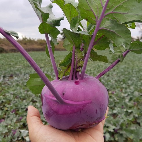 제주 콜라비 소과 10kg 1박스 산지직송, 1개