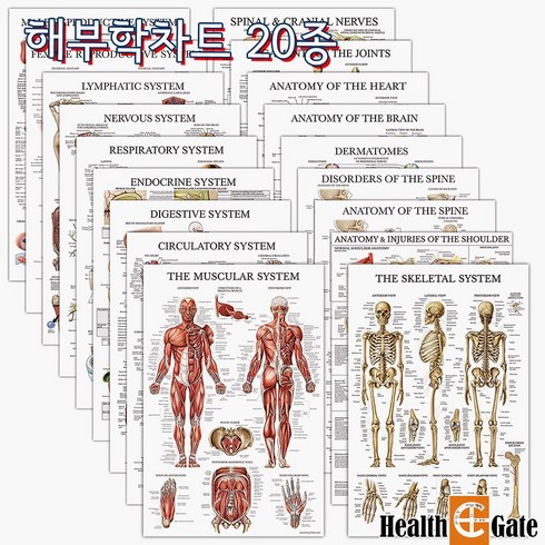 CM Prime USA 인체해부도 차트 병원액자 69X45cm 해부학차트20종, DMC-11, 액자없음