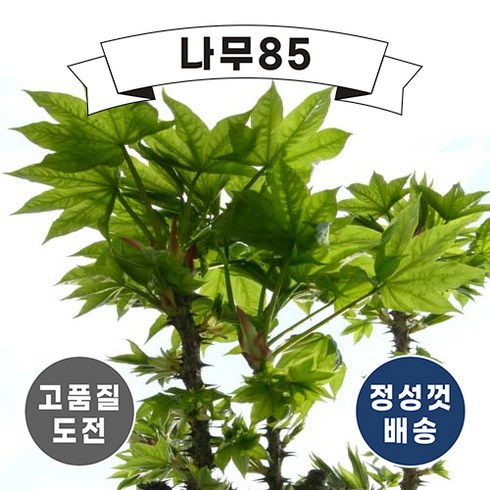 (나무85) 엄나무 2년생 묘목, 5개