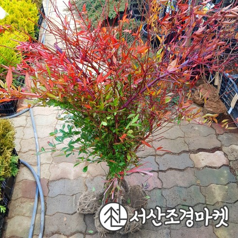 울타리나무 - 남천나무 묘목 키60~80cm 생울타리 서산조경마켓, 5개