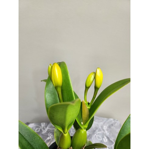 2023년 가성비 최고 리틀썬 - 카틀레야 리틀썬 -꽃대 없음, 1개