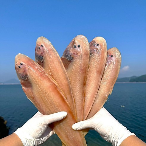 생선명가 국내산 군산박대 150g x 14팩  - 군산 반건조 박대 서대 말린생선 진공 개별포장 36cm이상 소/중/대/특대/왕특대, 6.박대 특대 [34-35cm] x 5미, 5개