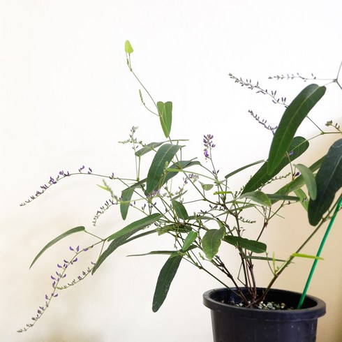 보라싸리 꽃 화분 야생화 키우기 쉬운 공기정화식물 싸리나무, 1개, 기본플라스틱모종