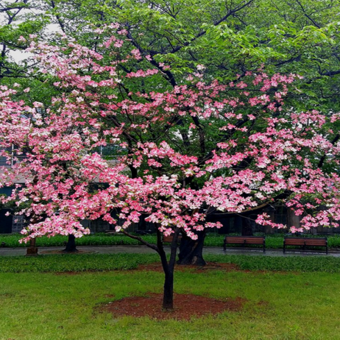 산딸나무 묘목 / 흰꽃 스타라이트 독우드 높은내한성 내병성 조경수, 미산딸 체로키취프 접목 1년생, 1개