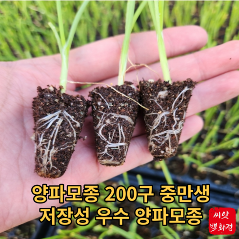 2023년 가성비 최고 양파모종 - 양파모종200구 중만생 저장성우수 양파모종, 1개