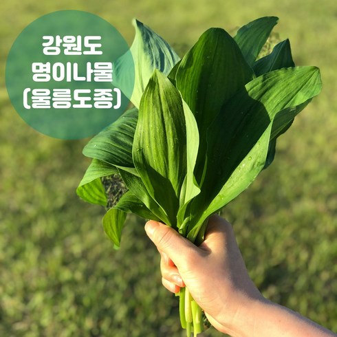 산지직송 평창 유기농 생 명이나물 잎명이 산마늘 울릉도종, 1개, 잎명이(500g)