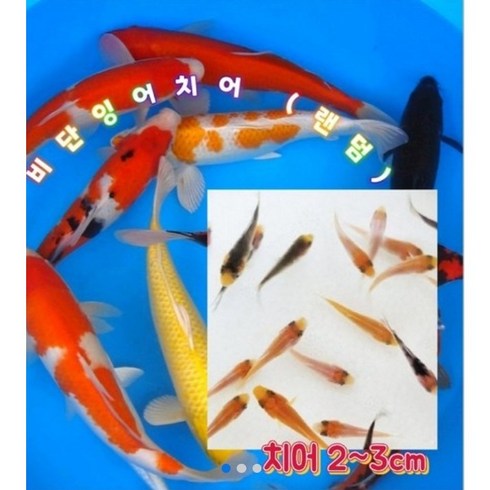 비단 잉어 치어10 마리(+2), 1개