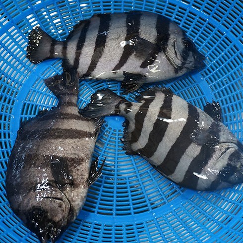 돌돔 - 삼천포 용궁수산시장 생선회 9종 (택배 밀봉포장+초장+ 보습패드+아이스박스), 04_돌돔회_원물1kg(순살350g), 1개