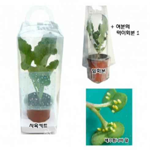 월드사이언스 배추흰나비 애벌레 관찰세트