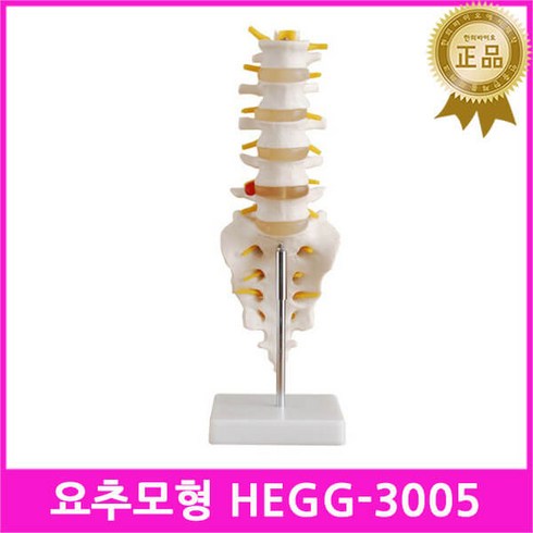 인체해부도 - 천골꼬리뼈포함요추모형HEGG-3005척추엉치뼈꼬리뼈 신경모형 요추 척수 척수신경 허리모형 인체모형 신체모형 인체해부도 허리뼈모형 실습교육용 병원용 의학 해부학도구 실습, 1개