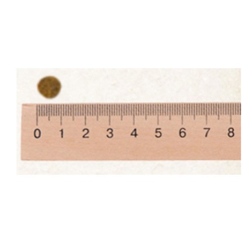 말티즈의 건강과 활력을 위한 완벽한 영양 솔루션