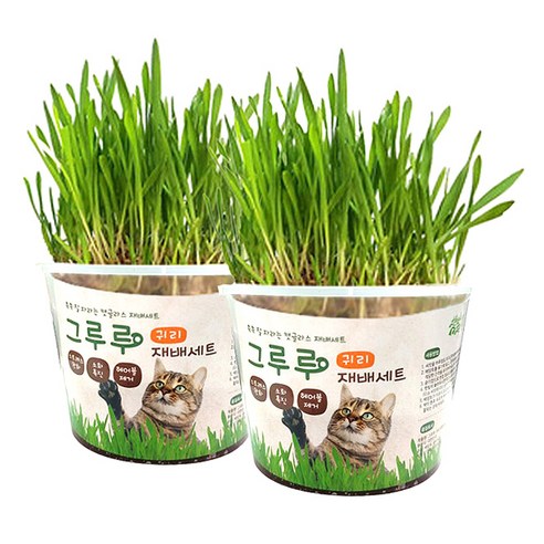 힐링타임 그루루 캣그라스 재배세트, 귀리, 2세트