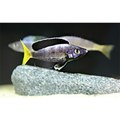 빛나는 수중 세계를 위한 선택, 네이처팜 브라이트 슈가 네이처 수조 샌드