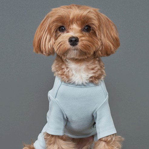 50수 올인원으로 댕댕이에게 구름 위 같은 편안함을!