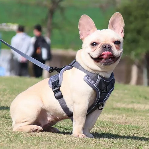 딩동펫 반려견 앞섬방지 메쉬 H형 하네스, 그레이