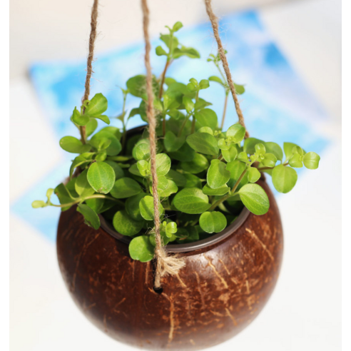 園藝 園藝 用品 園藝 花盆 園藝 花盆 花盆 花盆