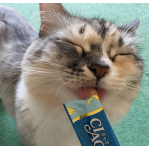 챠오츄르, 고양이와의 행복한 시간을 선물하세요.