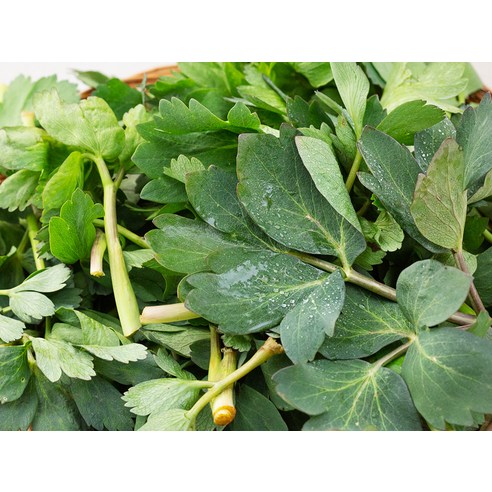 봄바람처럼 싱그러운 식탁, 국내산 방풍나물로 건강을 더하세요