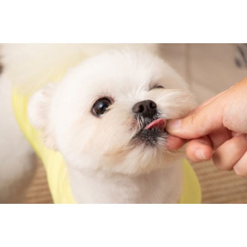 강아지의 건강과 행복을 위한 맛있고 영양가 있는 간식