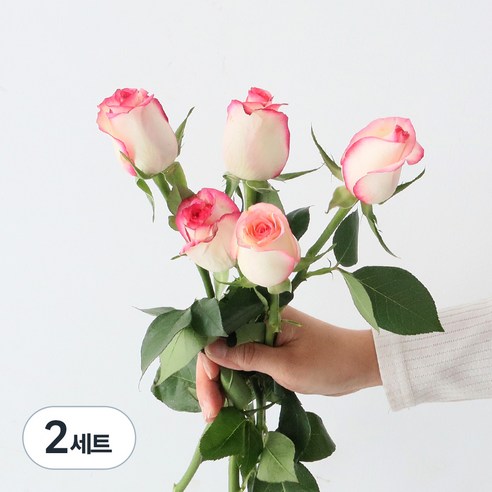 모리앤 생화 장미단 5대, 핑크밍크, 2세트