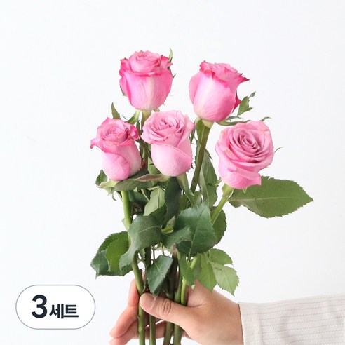 모리앤 생화 장미단 5대, 홀리데이, 3세트