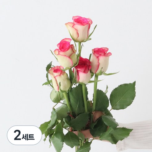 모리앤 생화 장미단 5대, 에픽블룸, 2세트